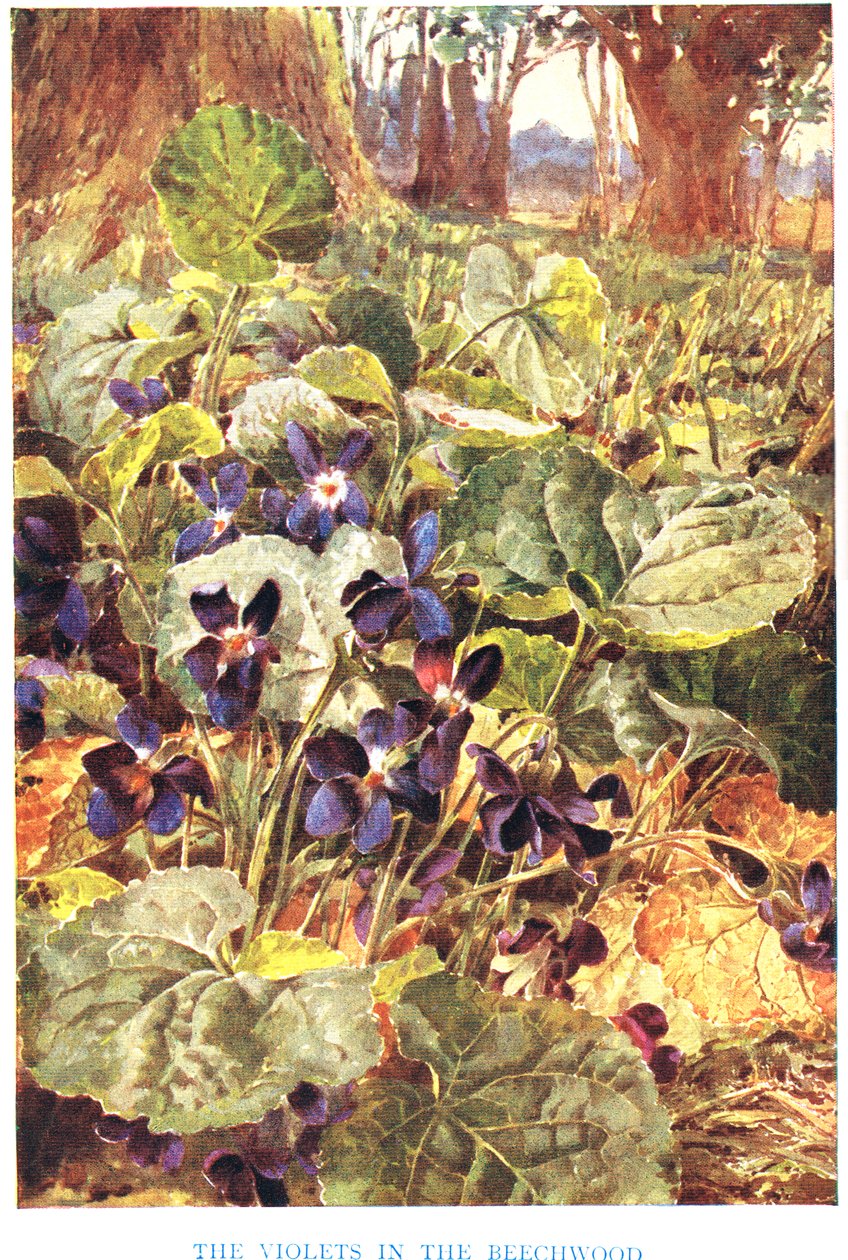 Violets in the Beechwood, illustrasjon fra 