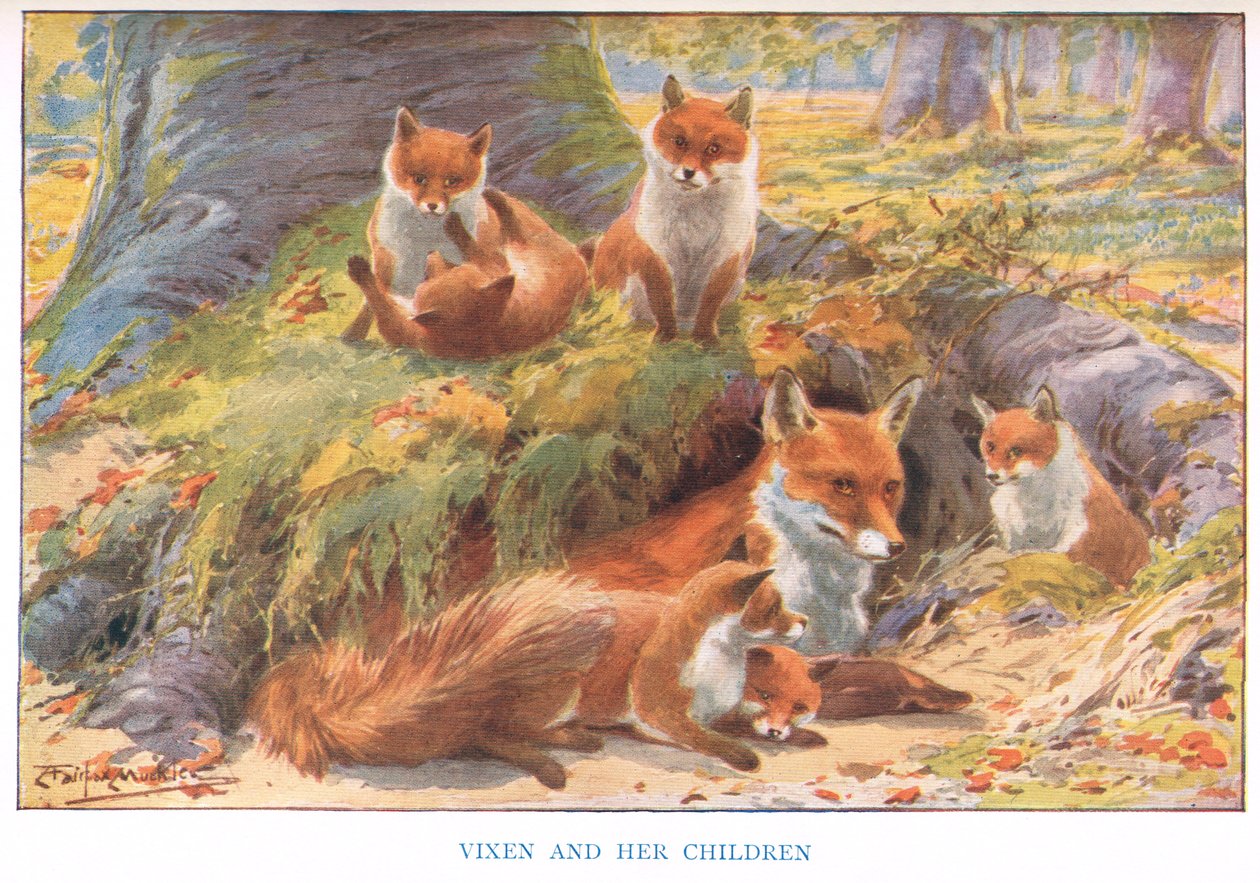 Vixen and her Children, illustrasjon fra 
