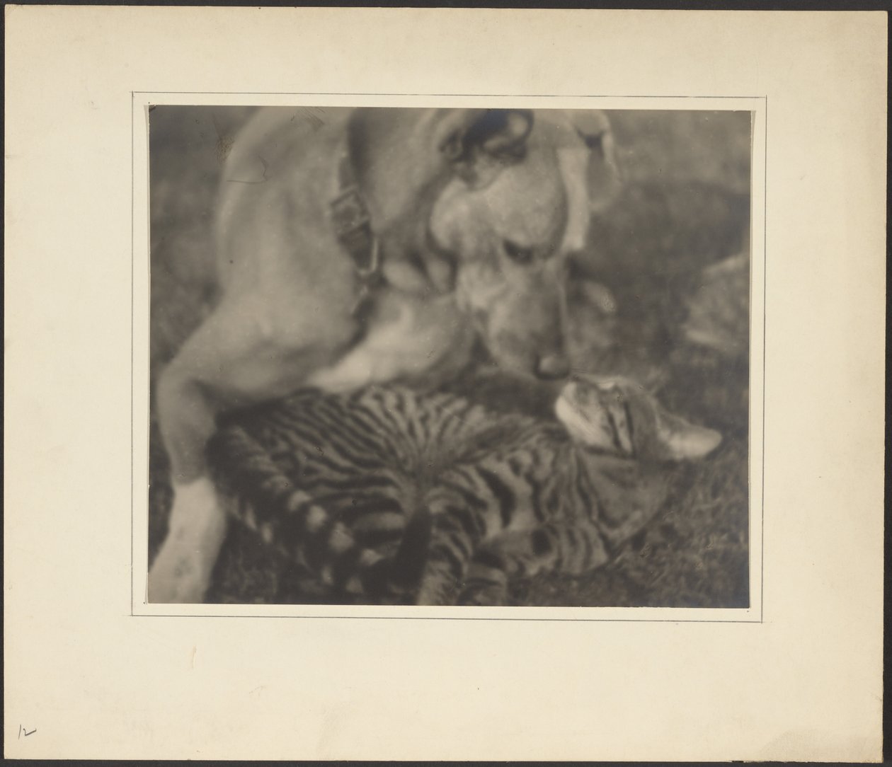 [Katt og hund] av Louis Fleckenstein