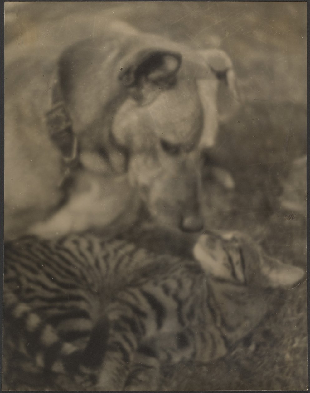 [Katt og hund] av Louis Fleckenstein