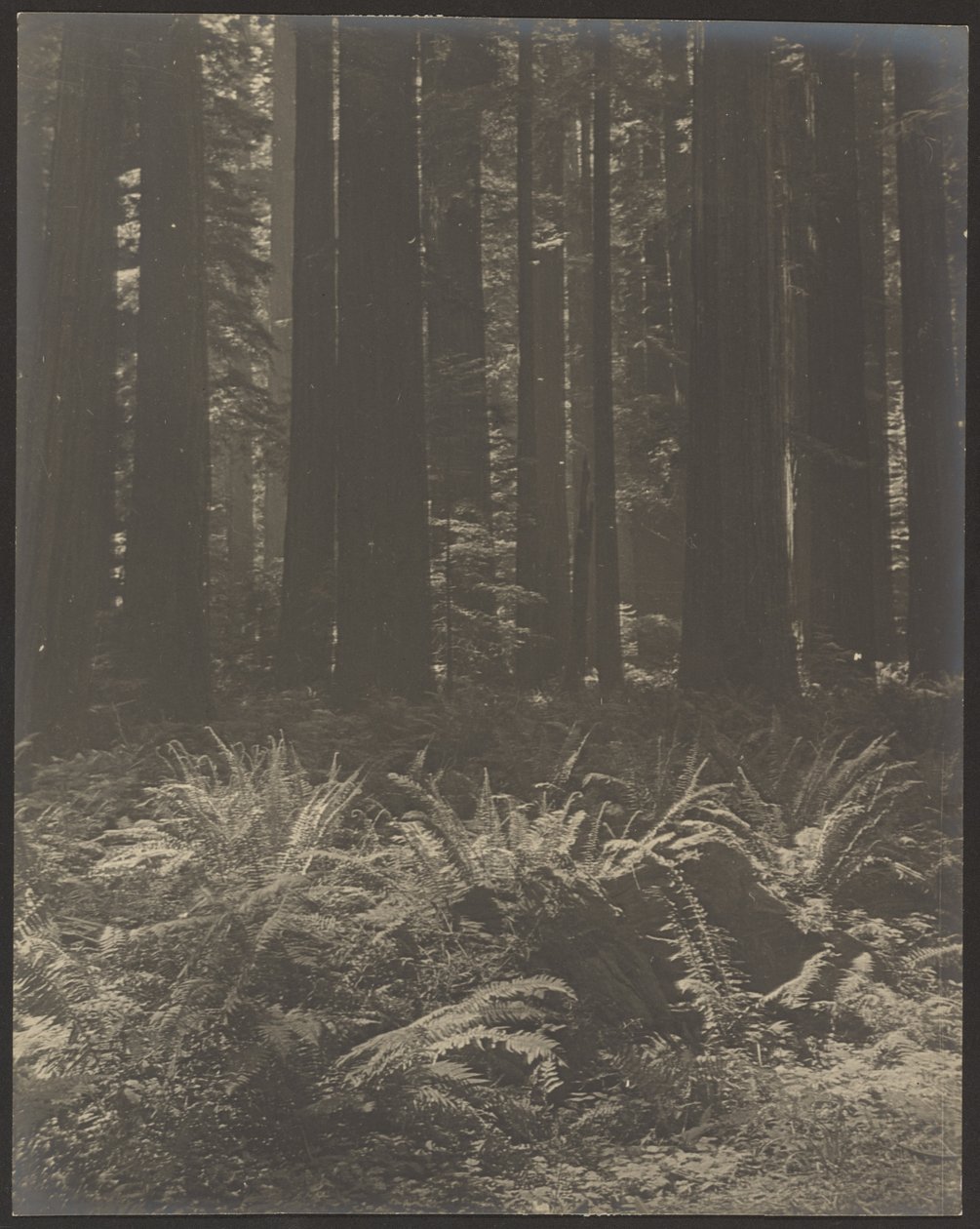 [Bregne i skogen] av Louis Fleckenstein