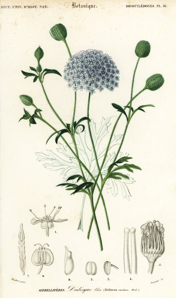 Blå blondeblomst, Trachymene coerulea. ,1849 (gravering) av Louis Joseph Edouard Maubert