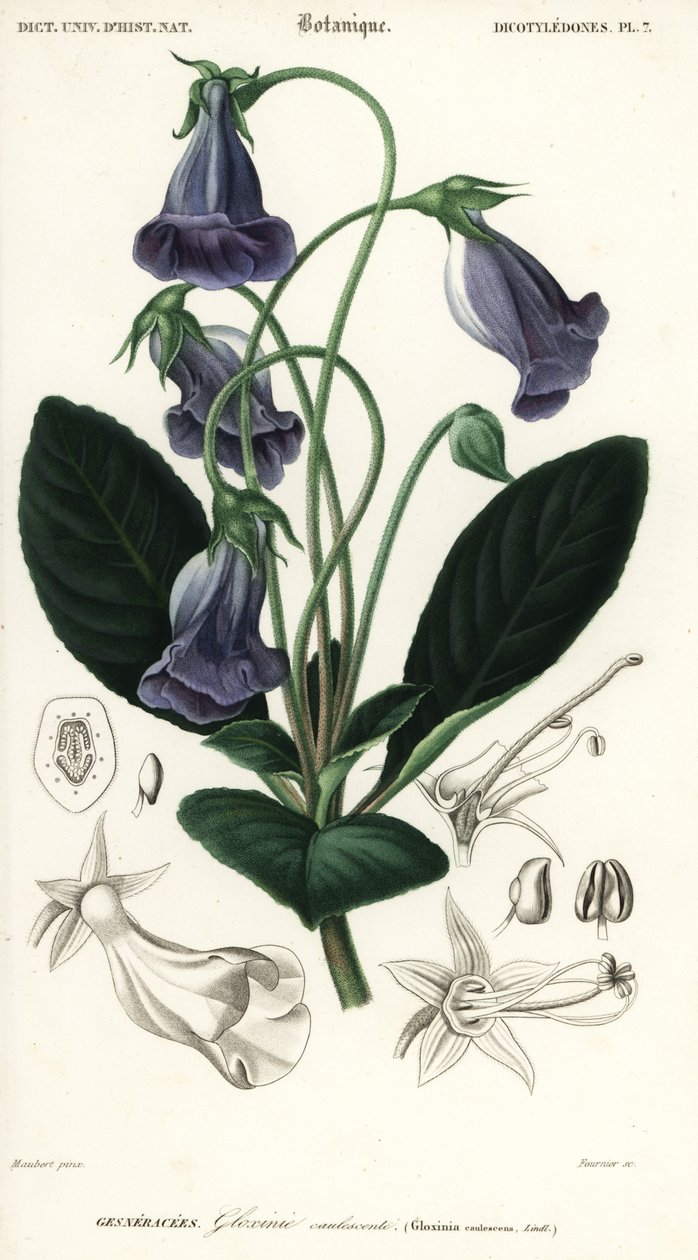Brasiliansk gloxinia, Sinningia speciosa., 1849 (gravering) av Louis Joseph Edouard Maubert