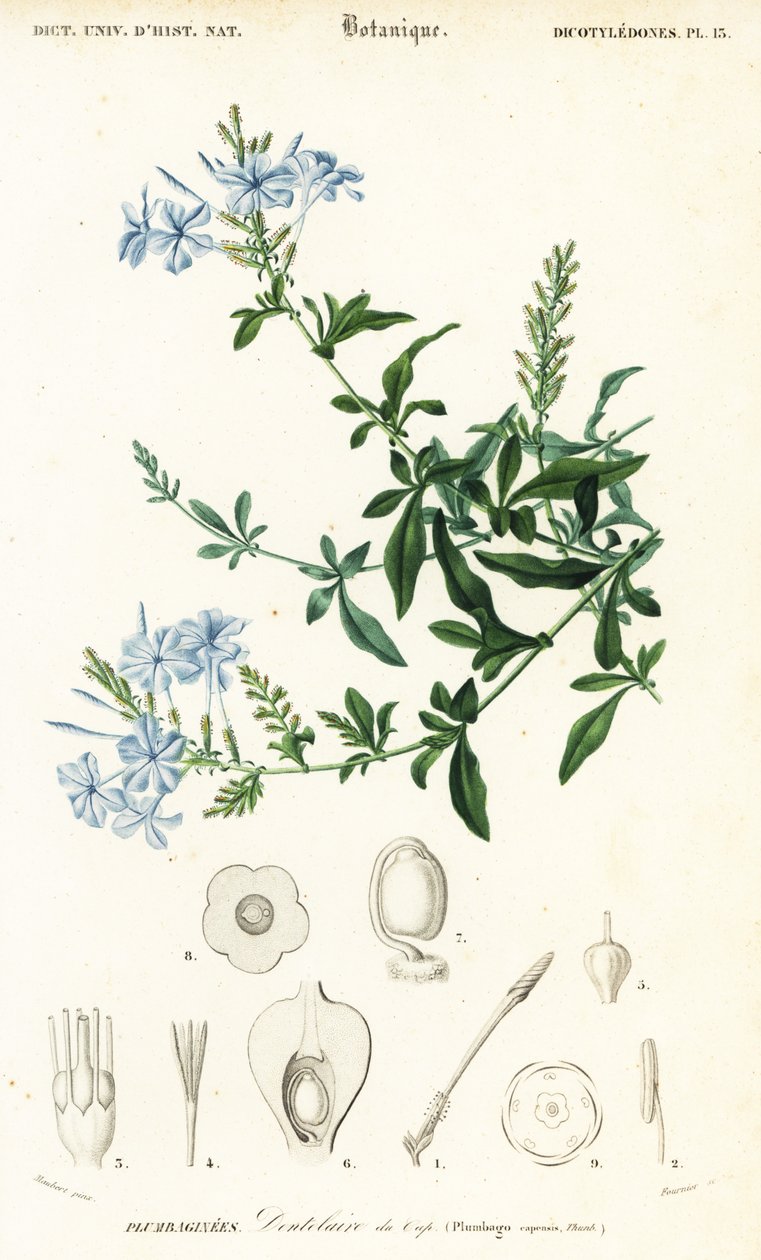 Kapp blyurt, Plumbago auriculata, 1849 (gravering) av Louis Joseph Edouard Maubert