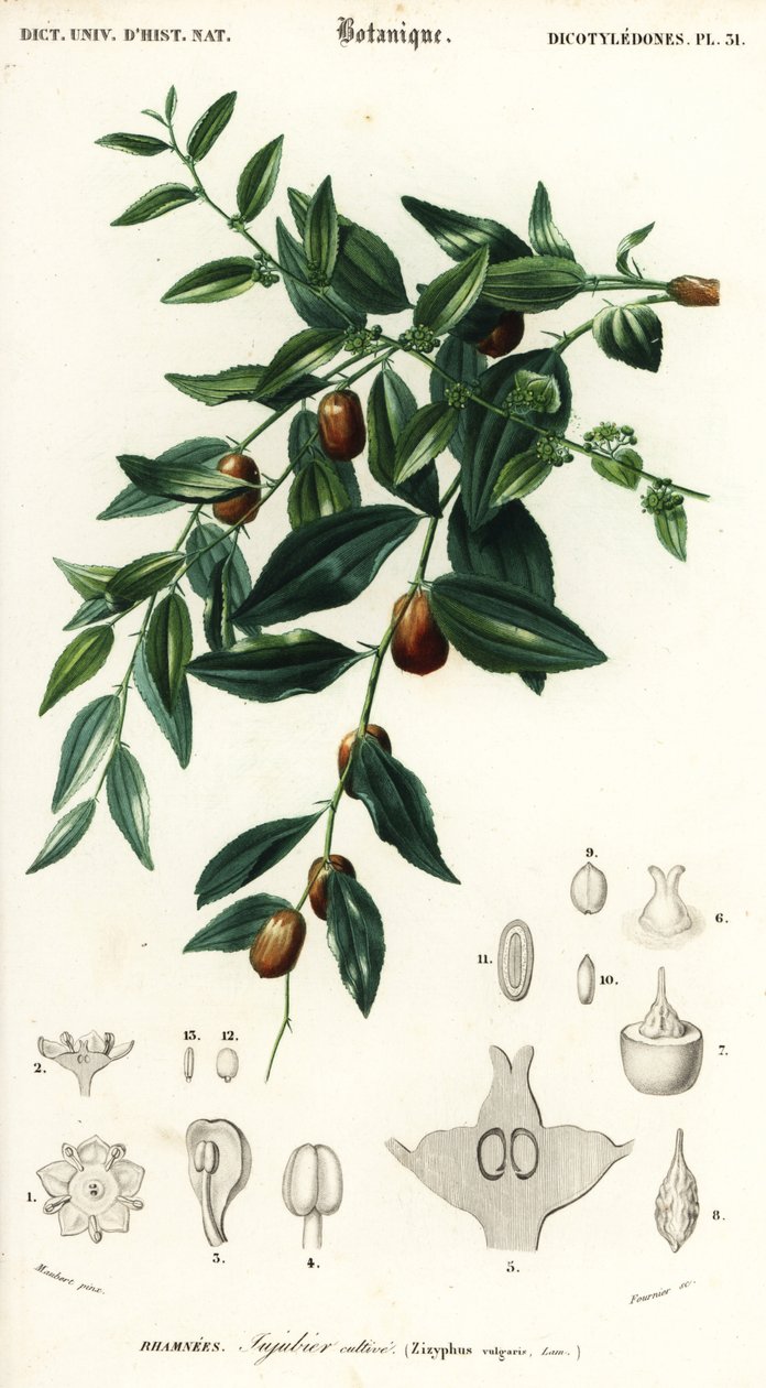 Kinesisk dato eller jujube, Ziziphus jujuba. ,1849 (gravering) av Louis Joseph Edouard Maubert