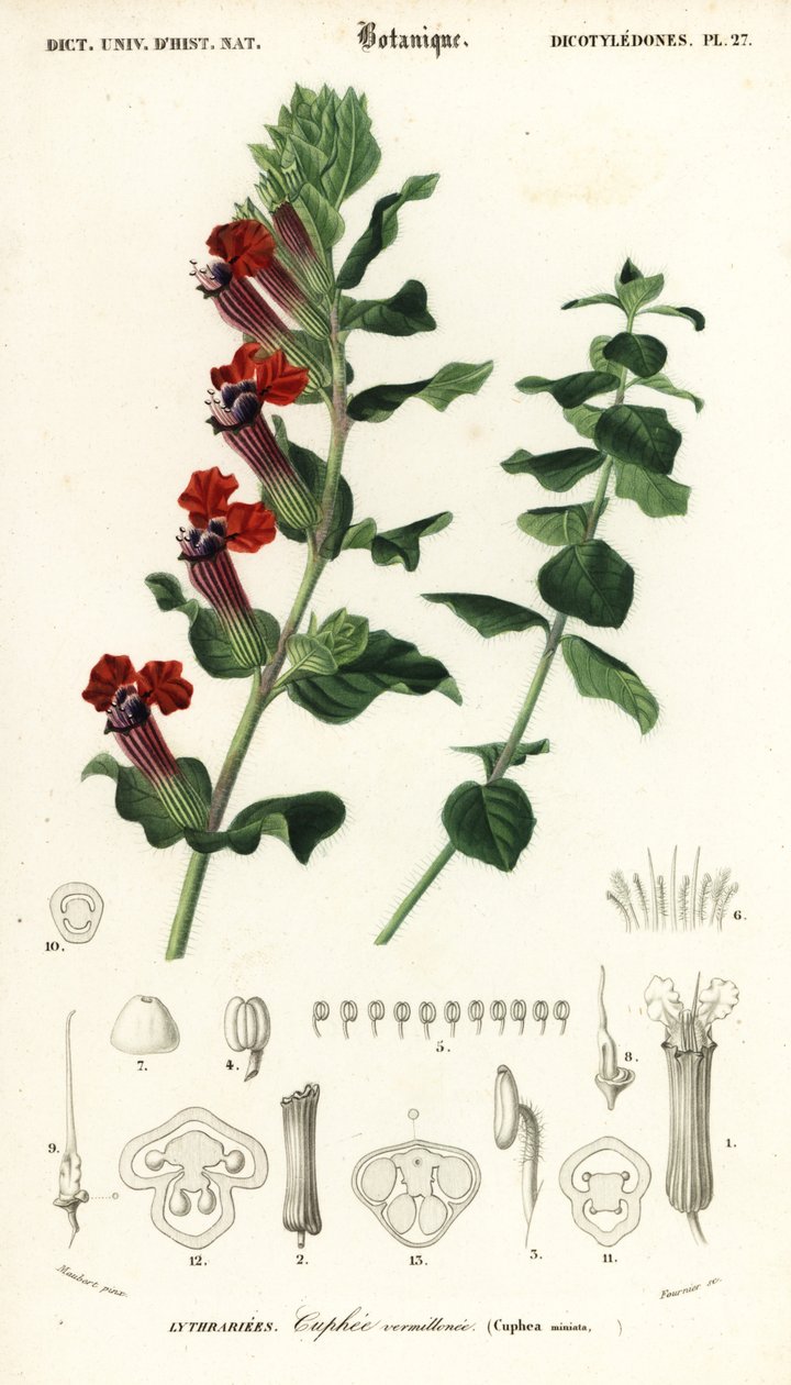 Sigarplante, Cuphea llavea. ,1849 (gravering) av Louis Joseph Edouard Maubert