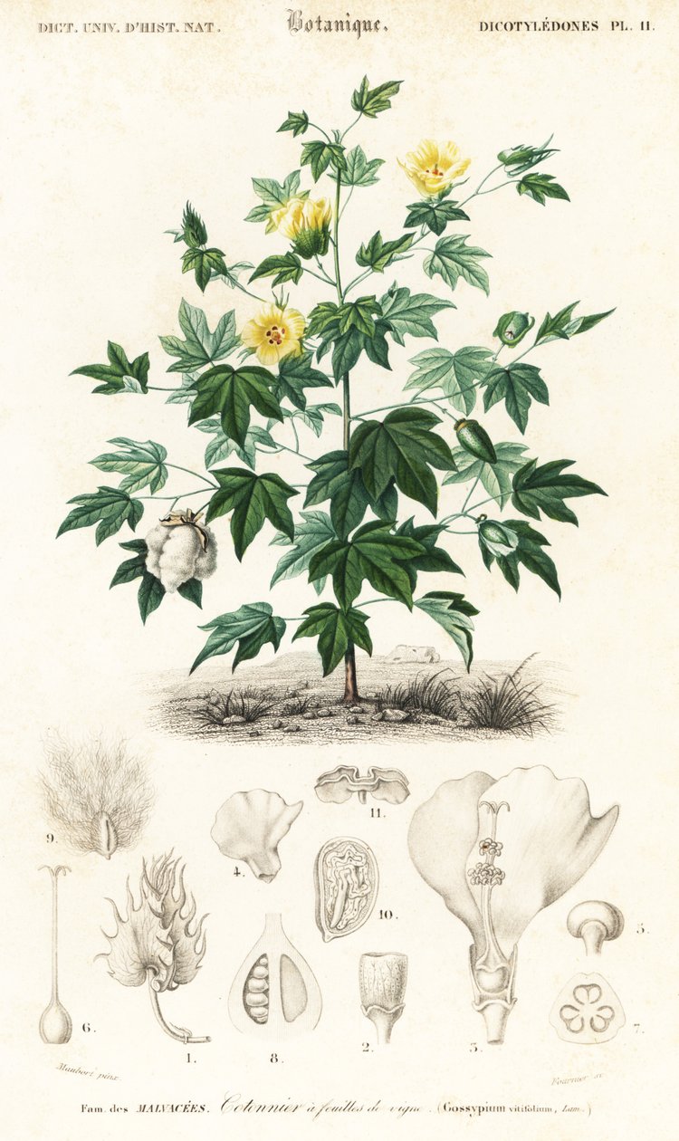 Bomullsplante, Gossypium barbadense., 1849 (gravering) av Louis Joseph Edouard Maubert