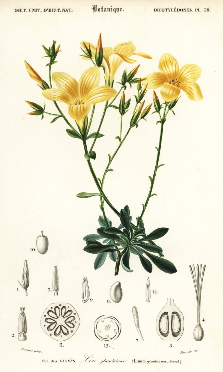 Lin, Linum campanulatum., 1849 (gravering) av Louis Joseph Edouard Maubert