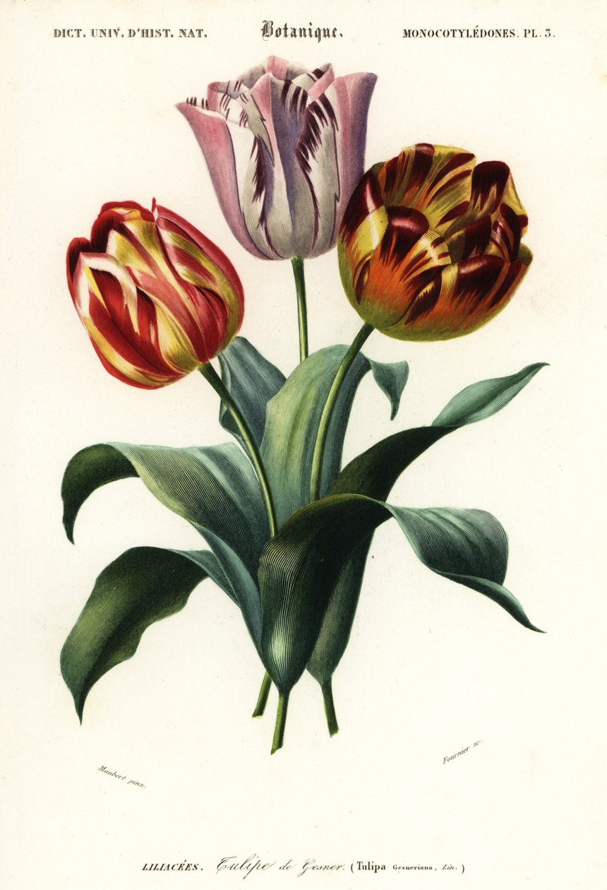 Hagetulipan, Tulipa gesneriana.,1849 (gravering) av Louis Joseph Edouard Maubert