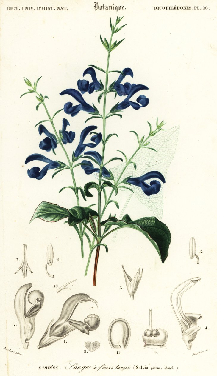 Gentian salvie eller spredende salvie, Salvia patens., 1849 (gravering) av Louis Joseph Edouard Maubert