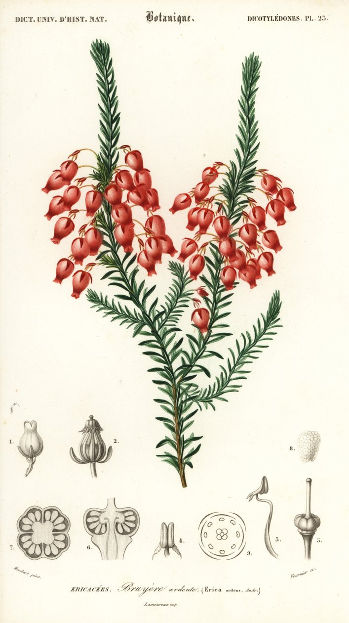 Glødende hei, Erica ardens. ,1849 (gravering) av Louis Joseph Edouard Maubert
