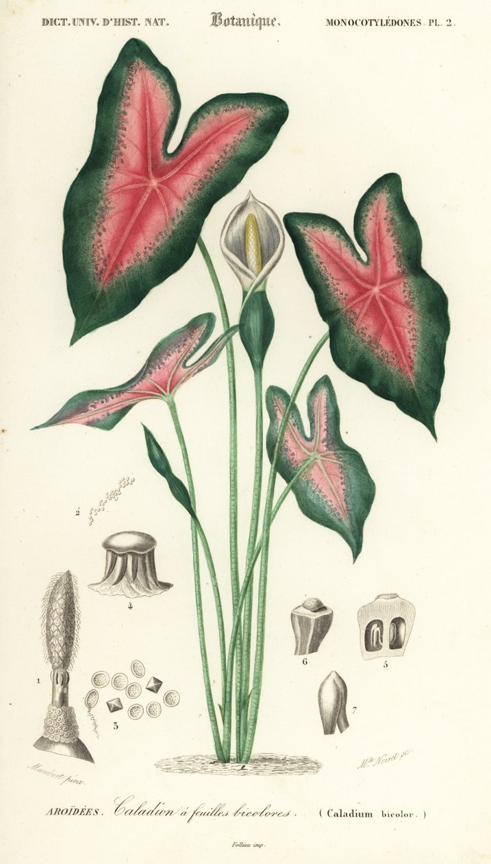 Jesu hjerte, Caladium bicolor. ,1849 (gravering) av Louis Joseph Edouard Maubert