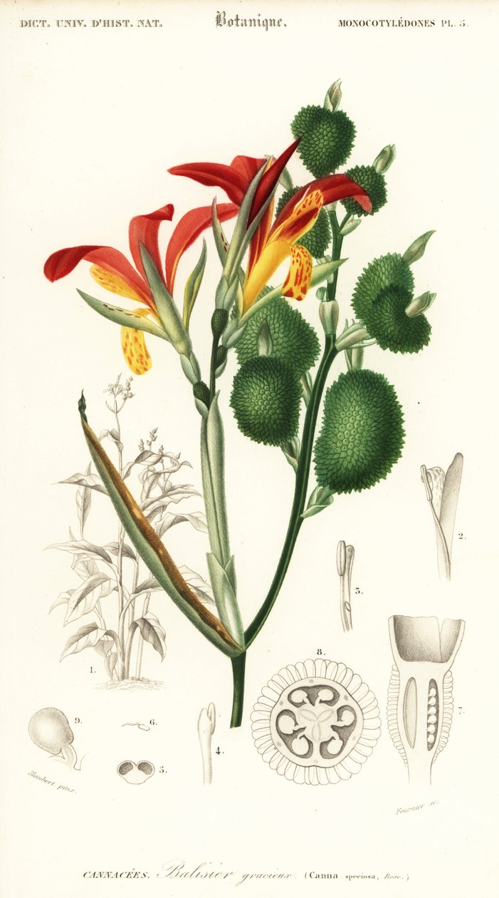 Indisk skudd, Canna indica. ,1849 (gravering) av Louis Joseph Edouard Maubert