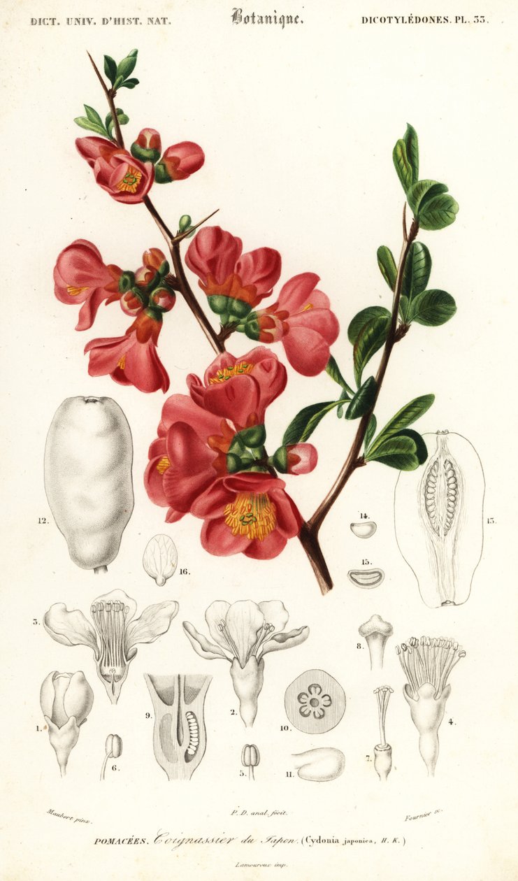 Japansk kvede, Chaenomeles japonica., 1849 (gravering) av Louis Joseph Edouard Maubert