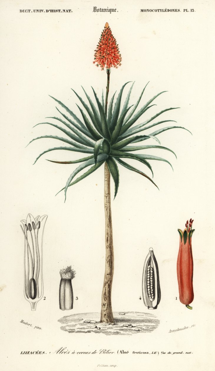 Krantz aloe, Aloe arborescens., 1849 (gravering) av Louis Joseph Edouard Maubert