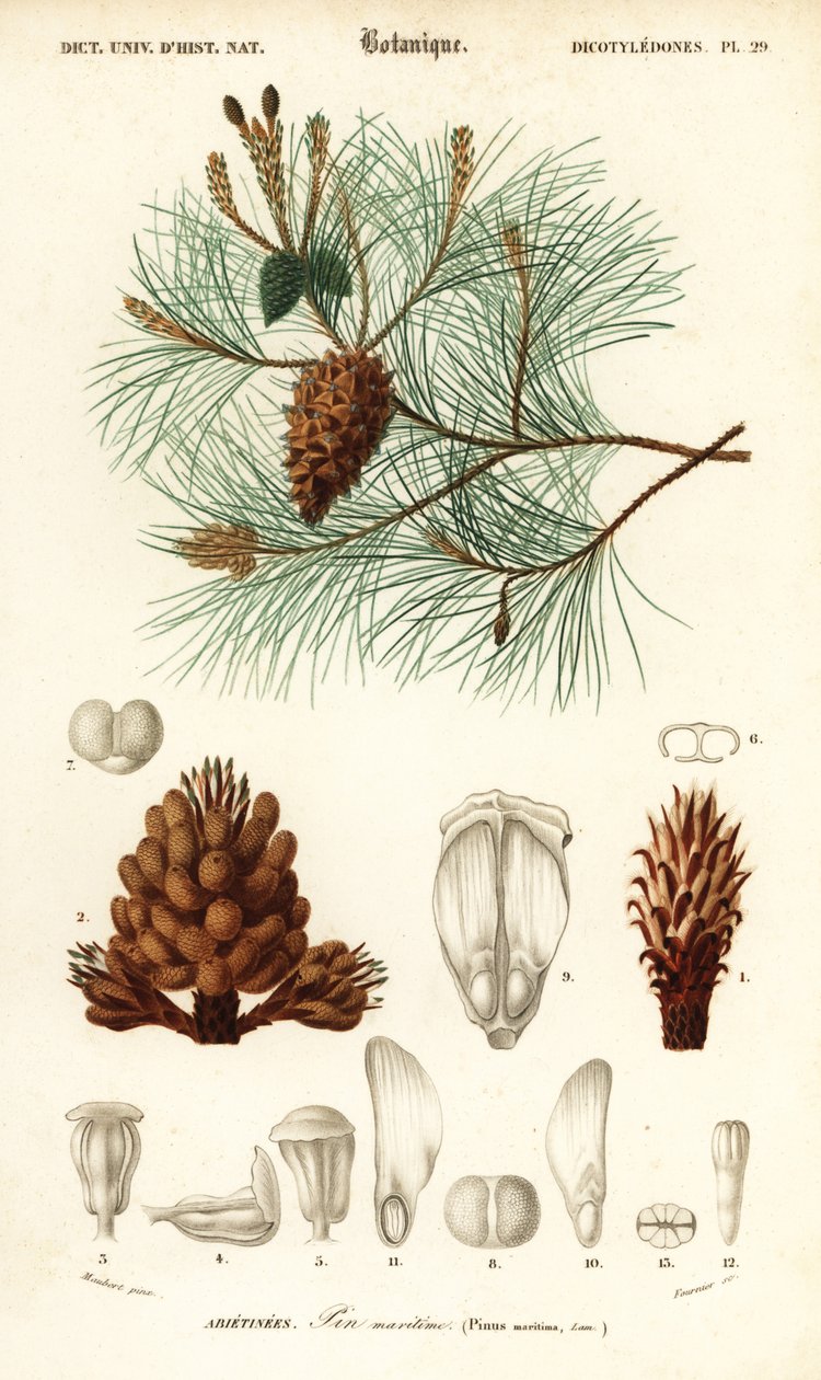 Maritim furu eller klasefuru, Pinus pinaster., 1849 (gravering) av Louis Joseph Edouard Maubert