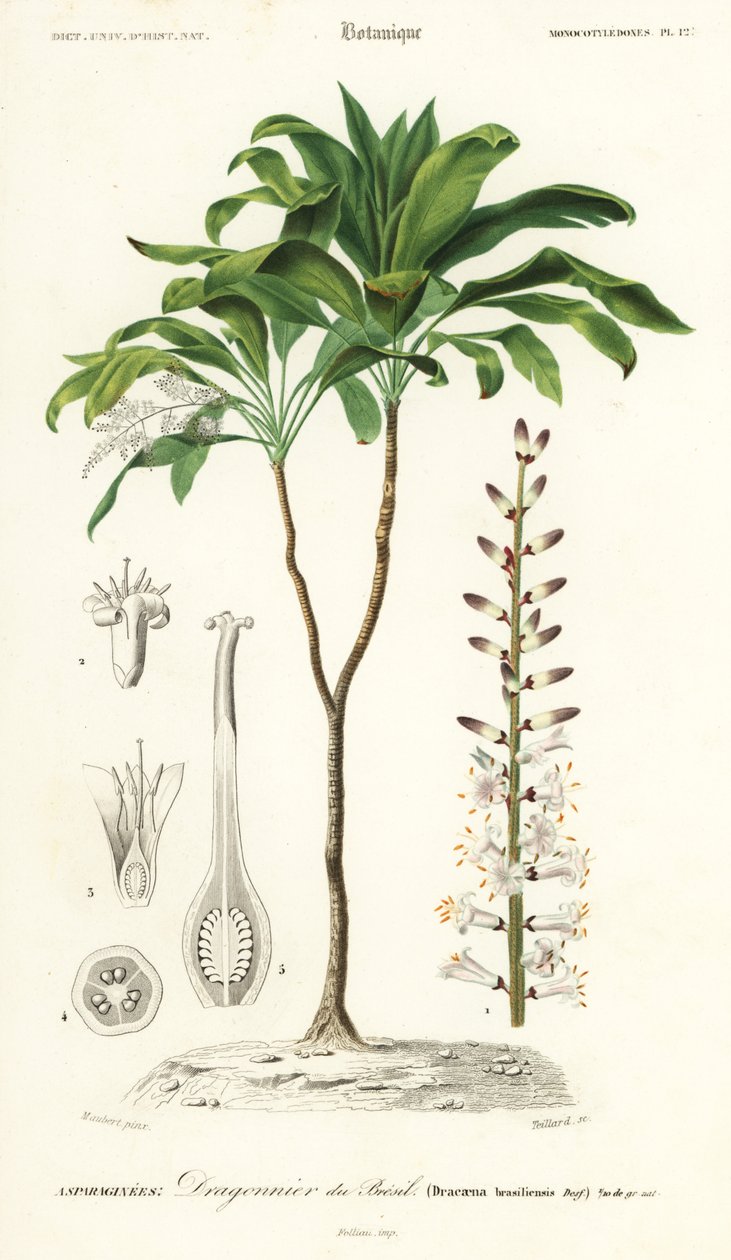 Palmelilje, Cordyline fruticosa., 1849 (gravering) av Louis Joseph Edouard Maubert