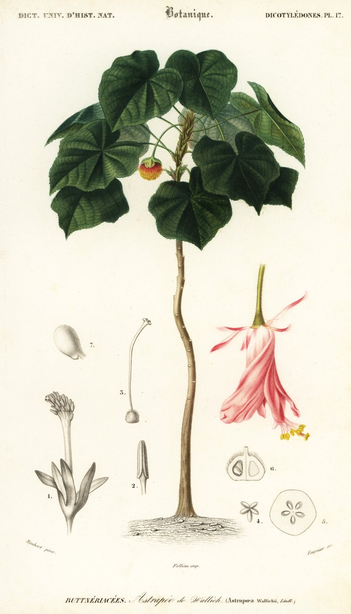 Pinkball, Dombeya wallichii. ,1849 (gravering) av Louis Joseph Edouard Maubert