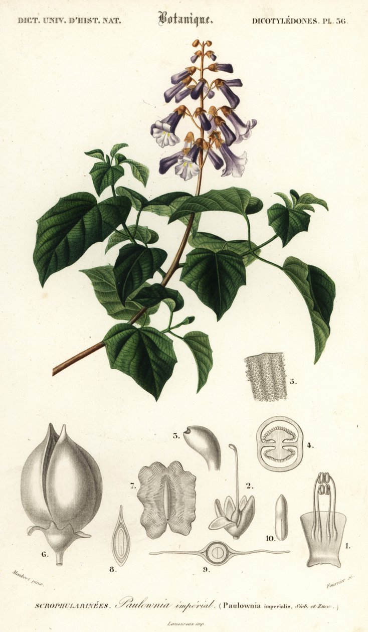Prinsessetre, keiserinnetre eller revebjelle-tre, Paulownia tomentos, 1849 (gravering) av Louis Joseph Edouard Maubert