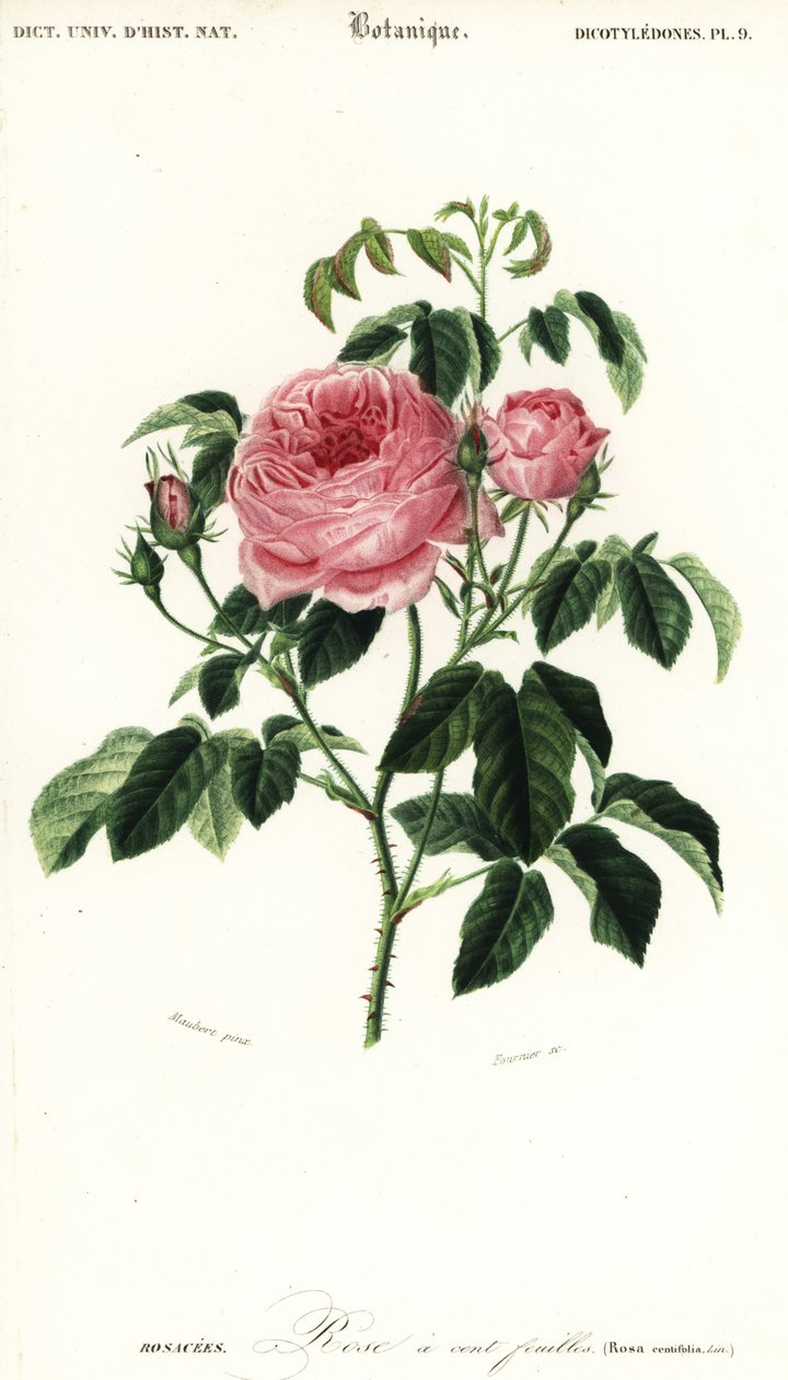 Provence rose, Rosa x centifolia., 1849 (gravering) av Louis Joseph Edouard Maubert