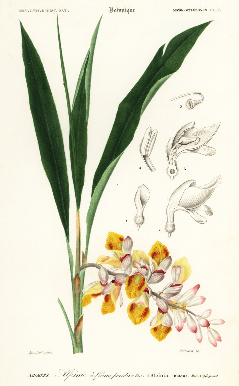 Skallblomst, Alpinia nutans. ,1849 (gravering) av Louis Joseph Edouard Maubert