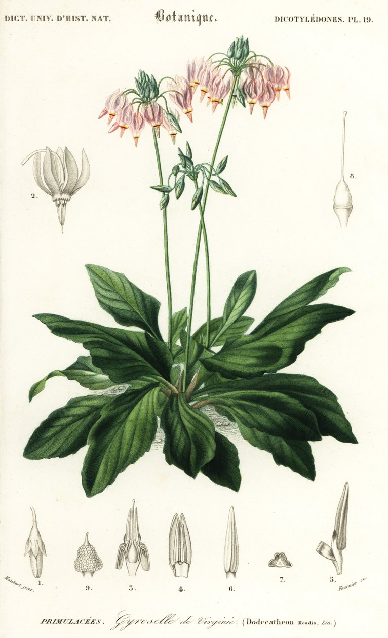 Stjerneskudd eller østlig stjerneskudd, Dodecatheon meadia. ,1849 (gravering) av Louis Joseph Edouard Maubert
