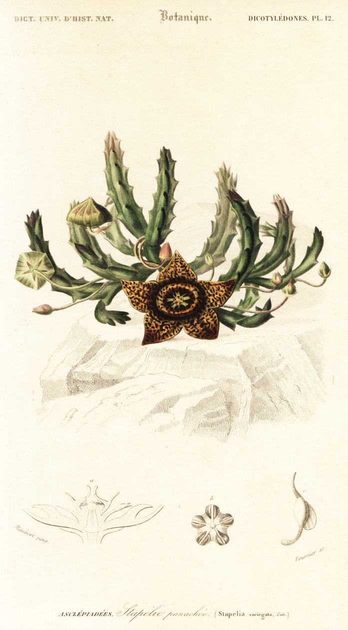 Stjerneblomst, Orbea variegata., 1849 (gravering) av Louis Joseph Edouard Maubert