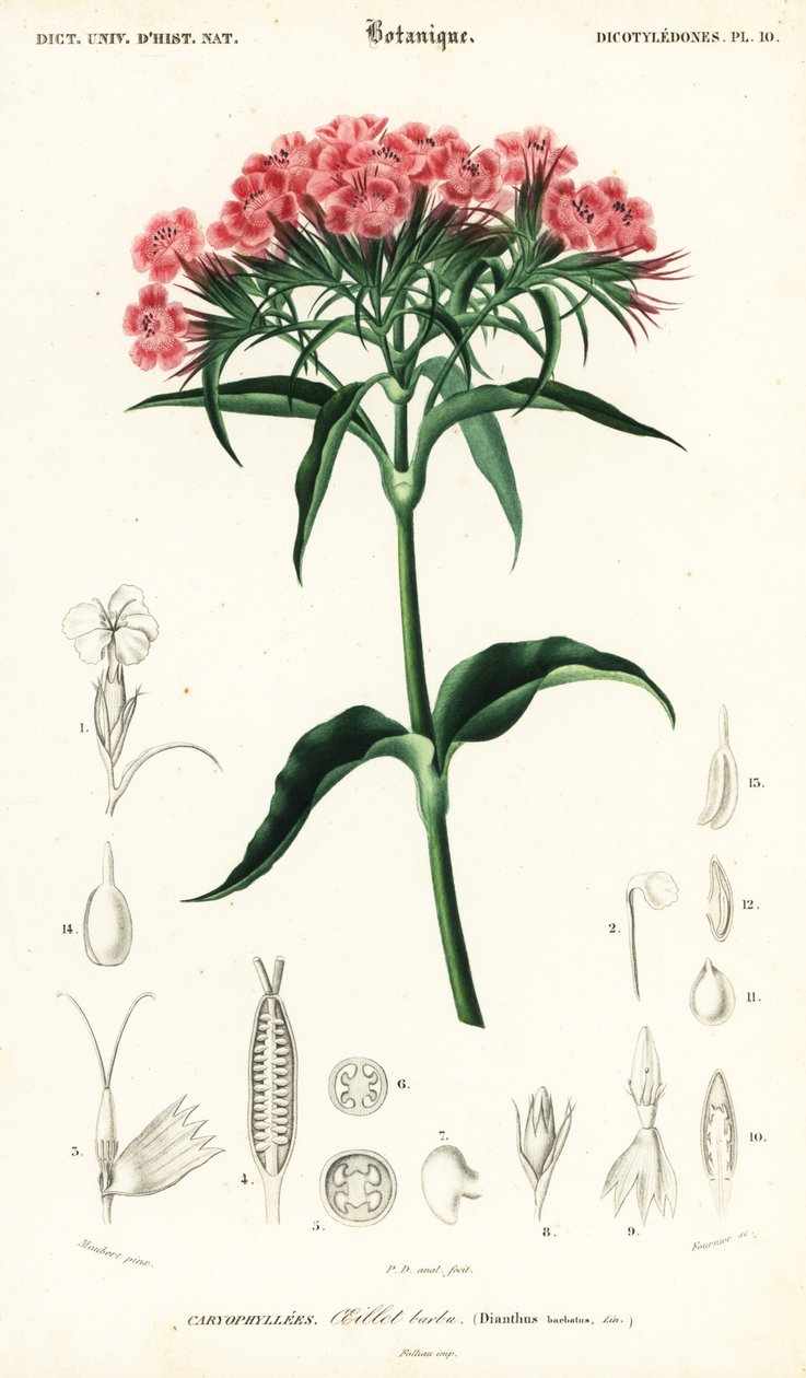 Sweet William, Dianthus barbatus.,1849 (gravering) av Louis Joseph Edouard Maubert