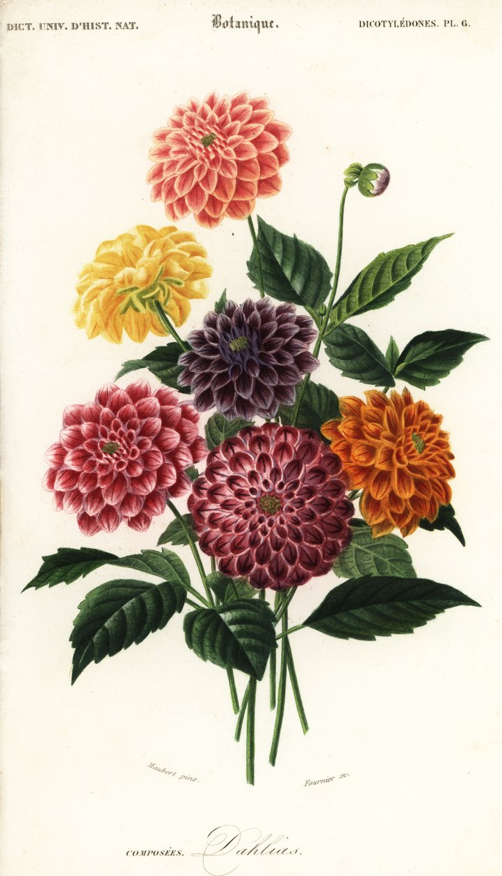 Varianter av hage georginer, Dahlia pinnata ,1849 (gravering) av Louis Joseph Edouard Maubert