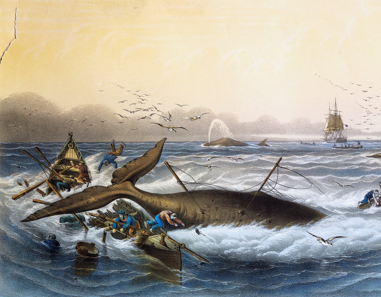 Hvalfangst i South Seas, fargelitografi av Louis Lebreton (død 1866) av Louis Le Breton