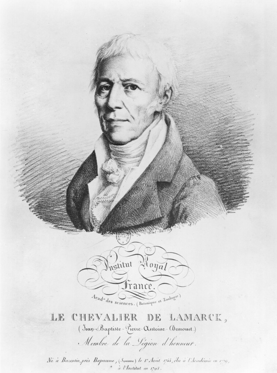 Portrett av Jean-Baptiste de Monet (1744-1829) Chevalier de Lamarck, fra 