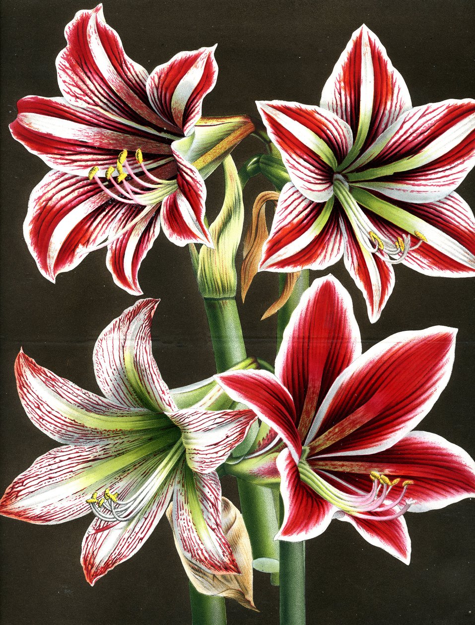 AMARYLLIS HIPPEASTRA (gravering) av Louis Van Houtte