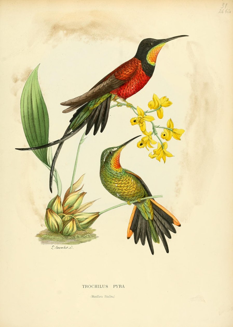 Pyra trinse = Pyra topas av Louis Victor Bevalet
