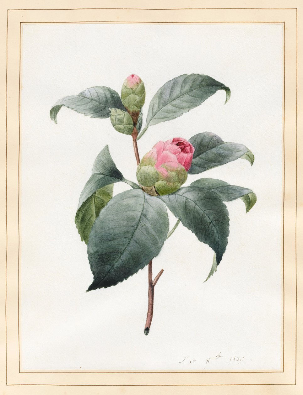 Camellia, 1826 (wc på vellum) av Louise DOrleans