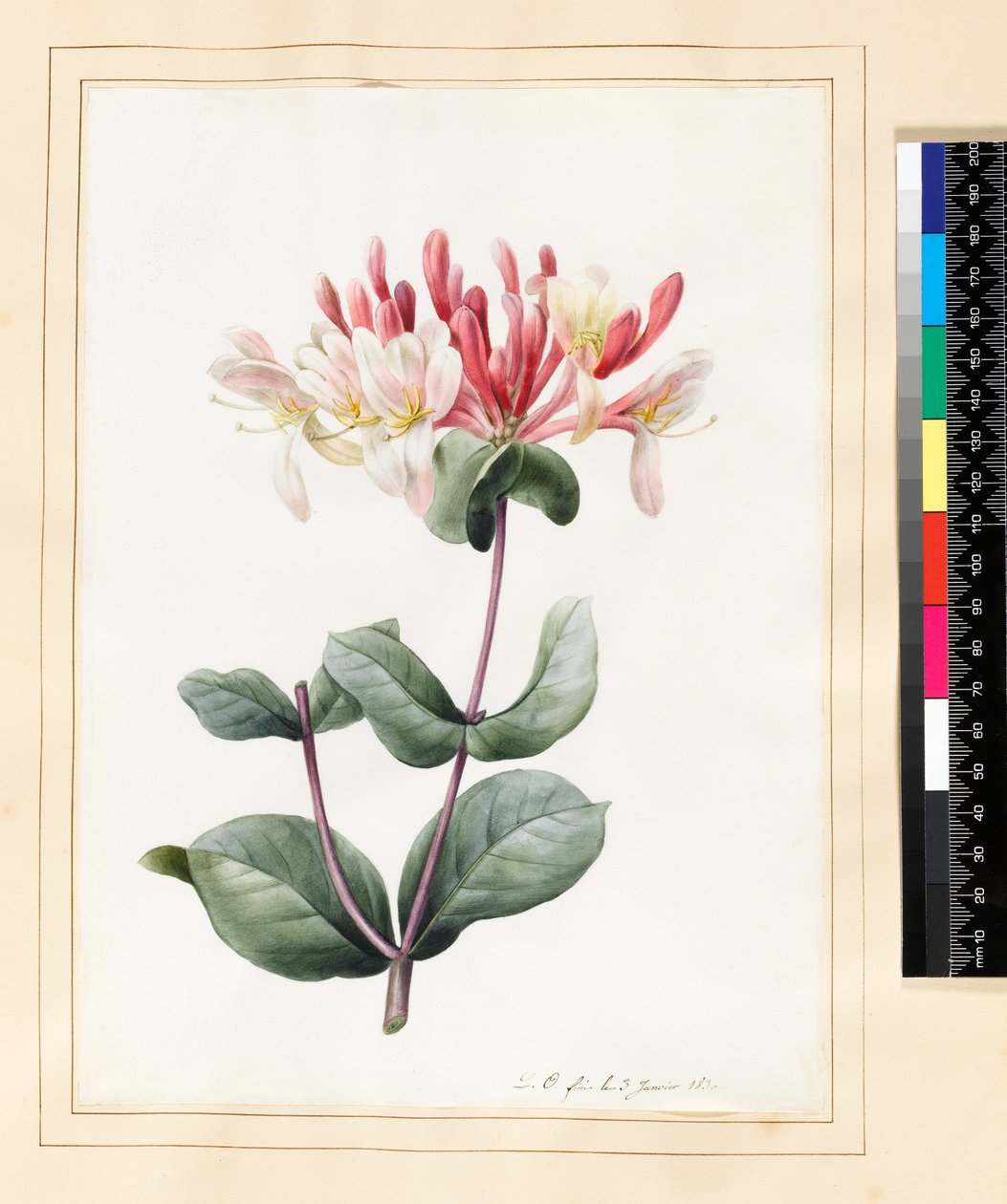 Lonicera Periclymenum (kaprifol) 1830 (toalett og gouache på vellum) av Louise DOrleans