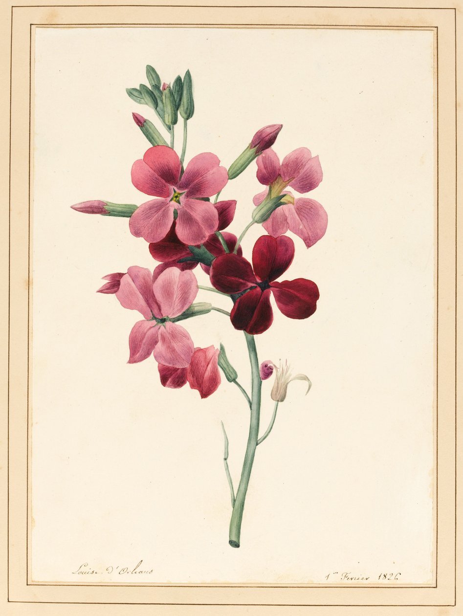 Matthiola, Stock, 1826 (wc med litt kroppsfarge på papir) av Louise DOrleans