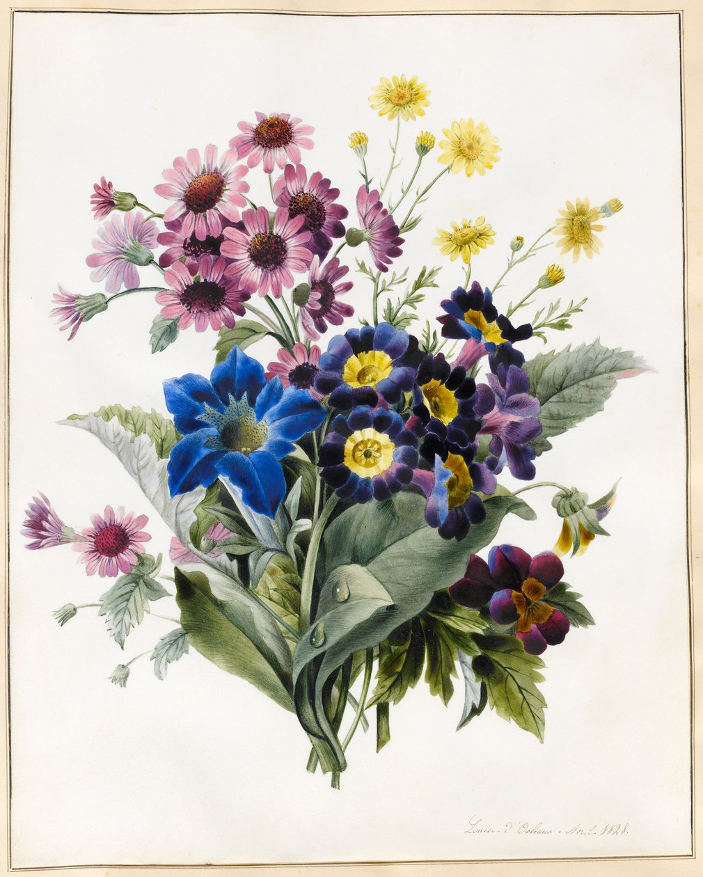 Blandede blomster, Aster sp., Auricula, Ragwort, Viola, Campanula, Gentiana Acaulis, 1828 (wc med litt kroppsfarge på vellum) av Louise DOrleans
