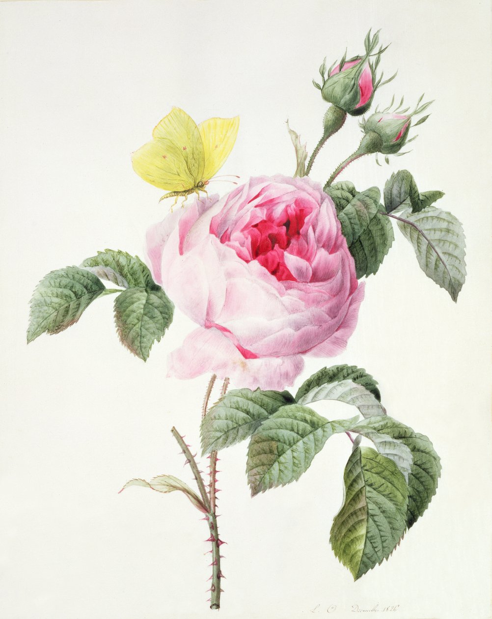 PD.107-1973.f11 Rosa rose med knopper og en svovelsommerfugl, 1826 av Louise DOrleans