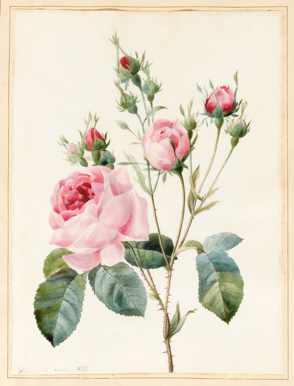 Rosa rose og knopper, 1832 (wc med litt kroppsfarge på vellum) av Louise DOrleans
