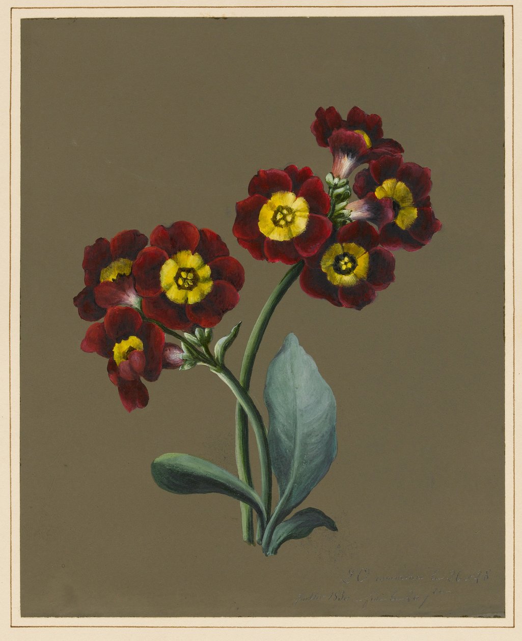 Rød Primula Auricula, 1830 (wc og kroppsfarge på papir med forberedt bakken) av Louise DOrleans