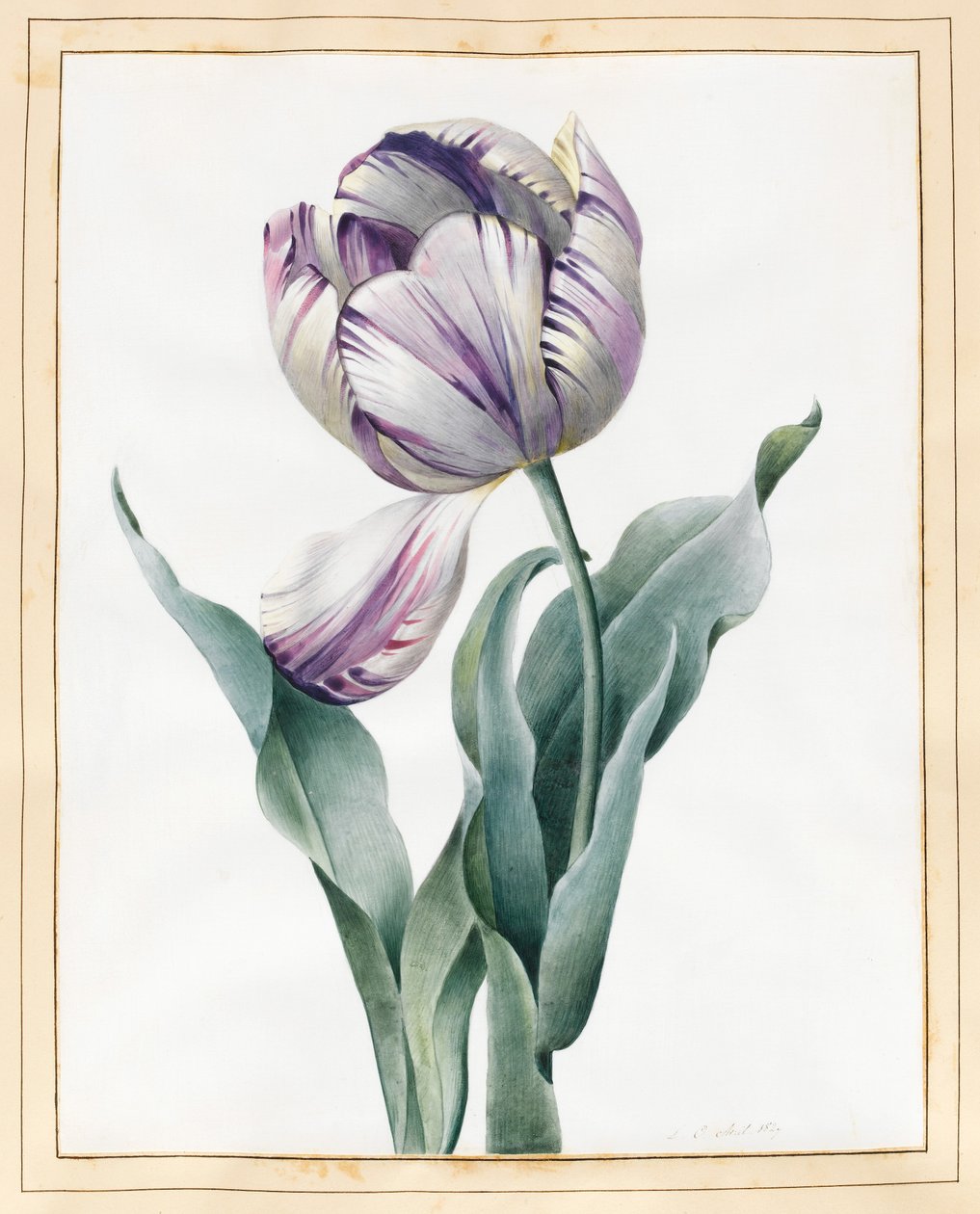 Rembrandt Tulip, 1827 (grafitt og wc med litt kroppsfarge på vellum) av Louise DOrleans