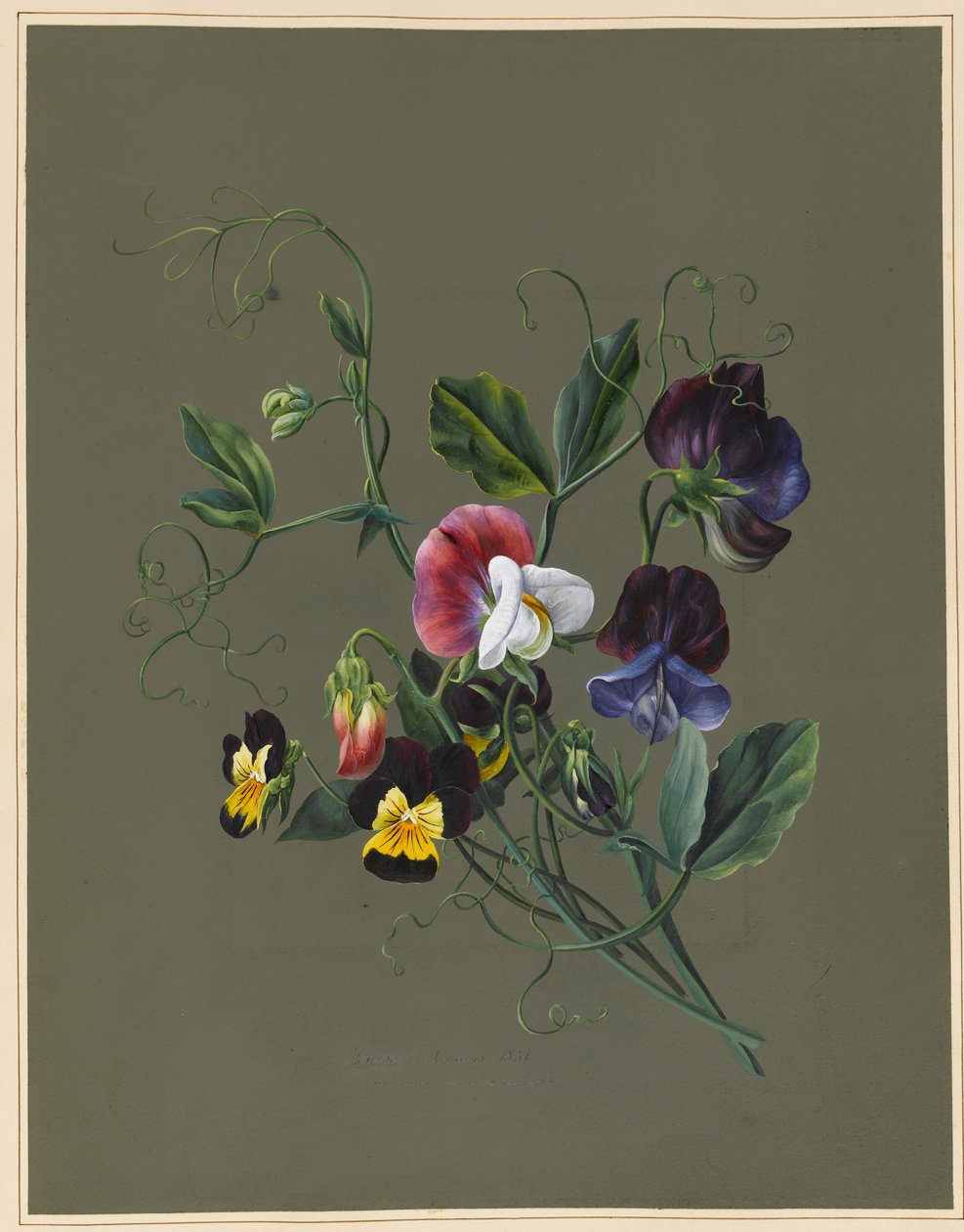 Søte erter (Quitro) og Violas, 1830 (wc og kroppsfarge på papir med tilberedt bakken) av Louise DOrleans