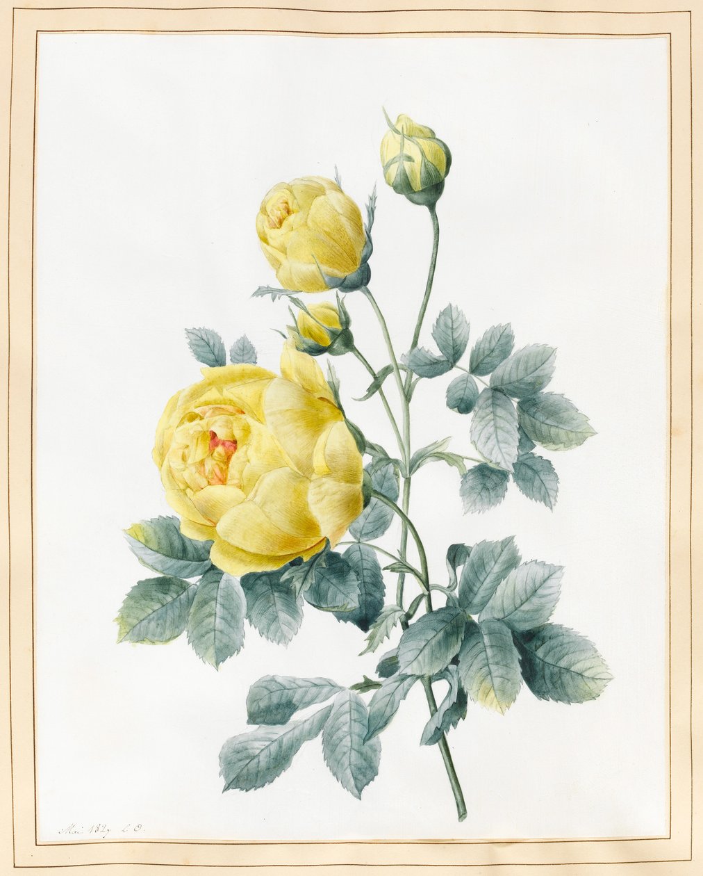 Gule roser, 1827 (wc på vellum) av Louise DOrleans