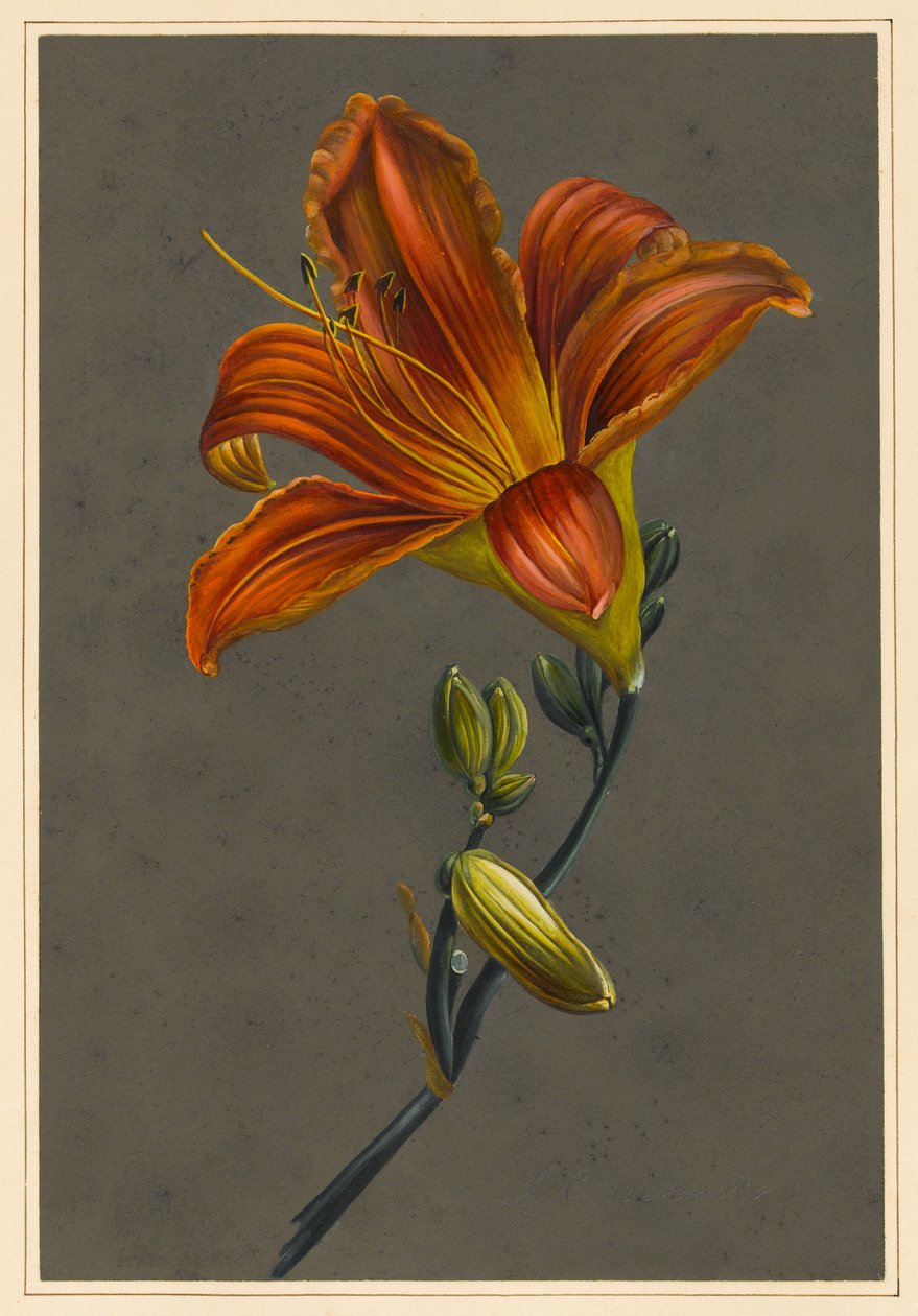 Hemerocallis (Daylily), 1830 (kroppsfarge på papir med forberedt bakken) av Louise DOrleans