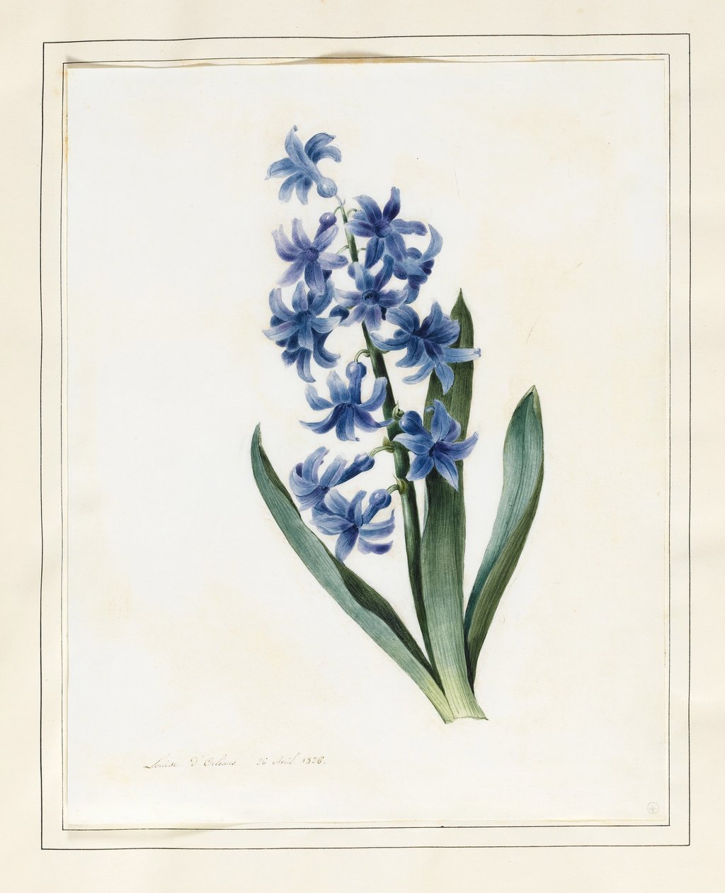 Hyacinth, 1826 (wc med litt kroppsfarge på vellum) av Louise DOrleans
