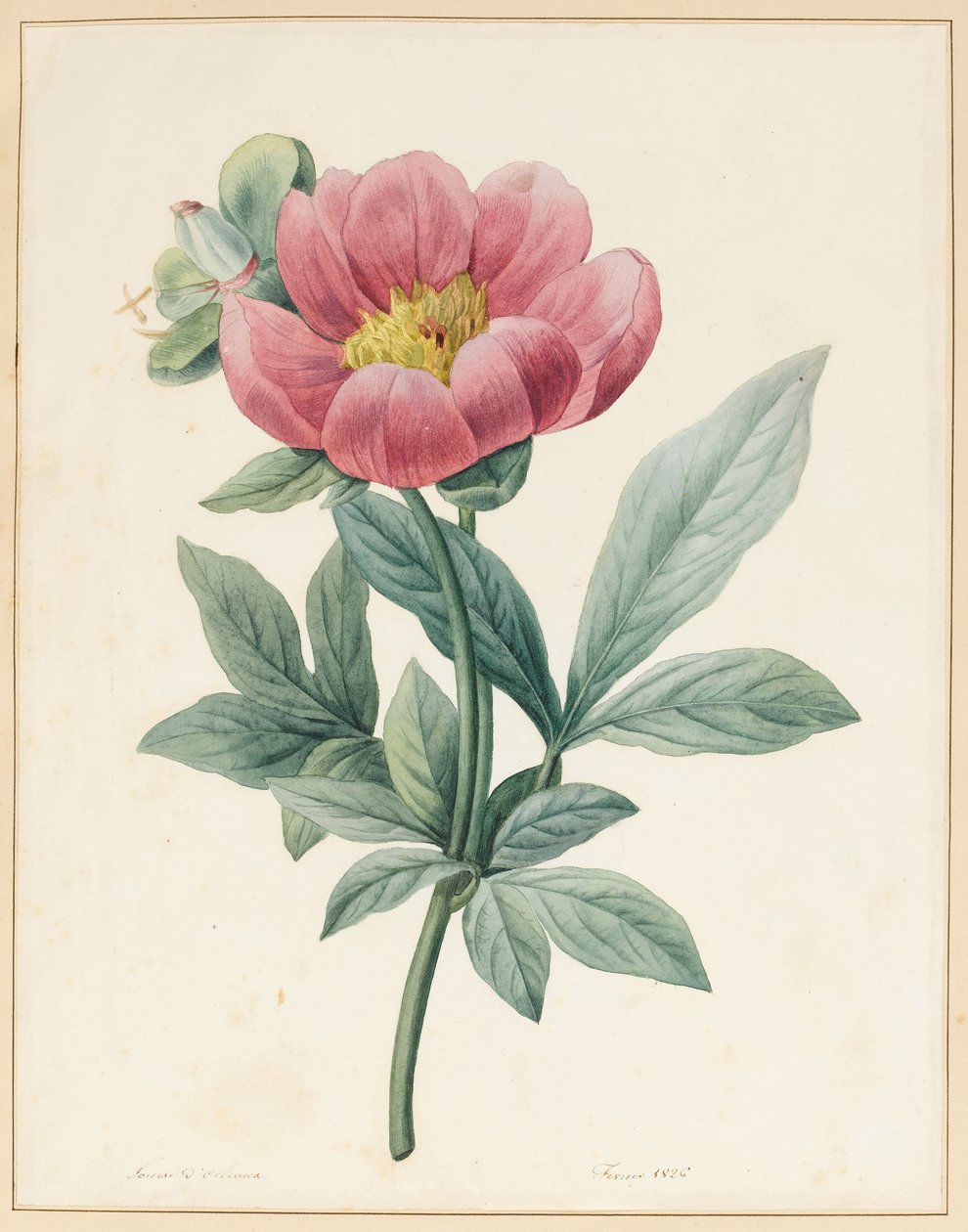 Paeonia Mascula, urteaktig, 1826 av Louise DOrleans