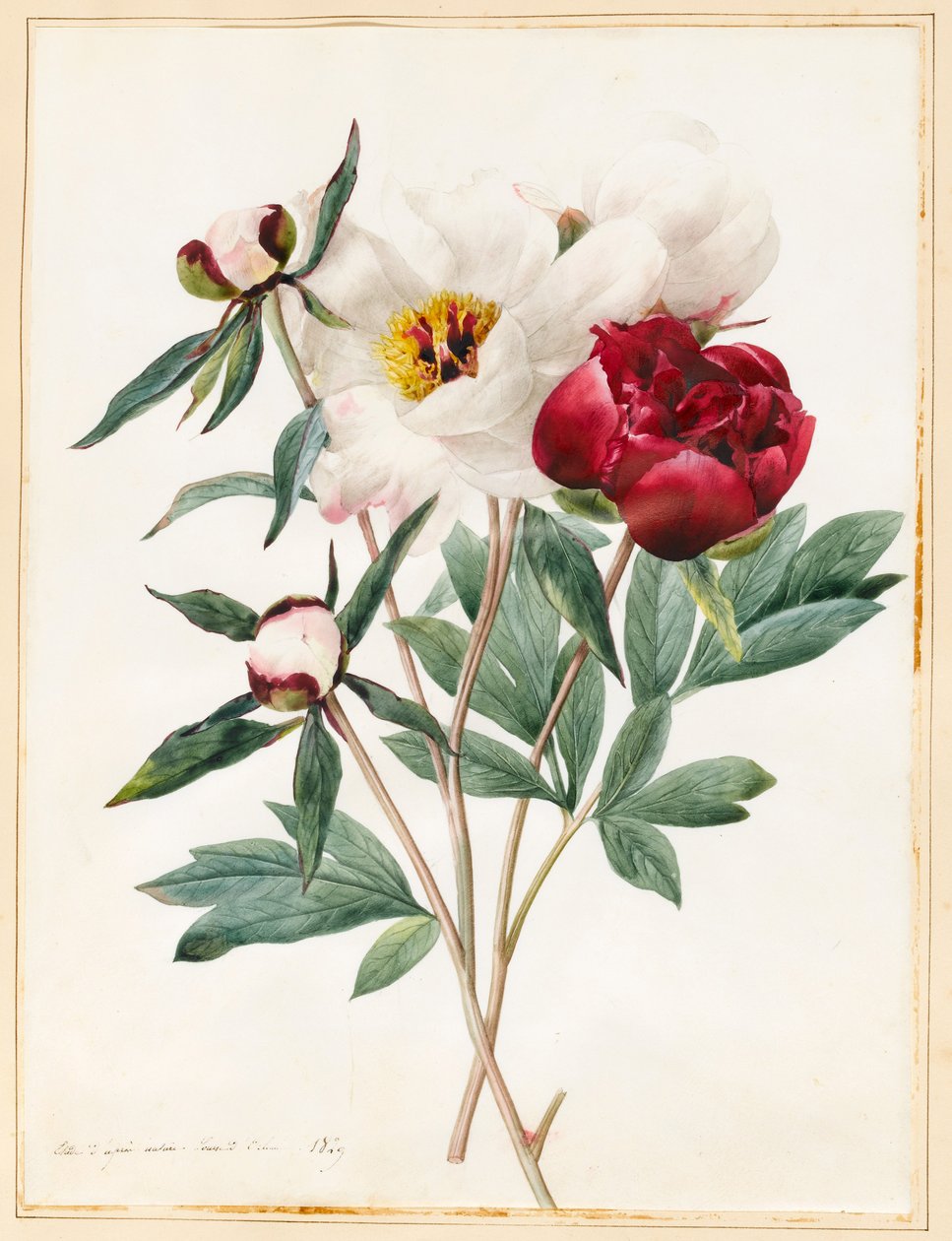 Red and White Herbaceous Paeonies, 1829 (wc med litt kroppsfarge på vellum) av Louise DOrleans