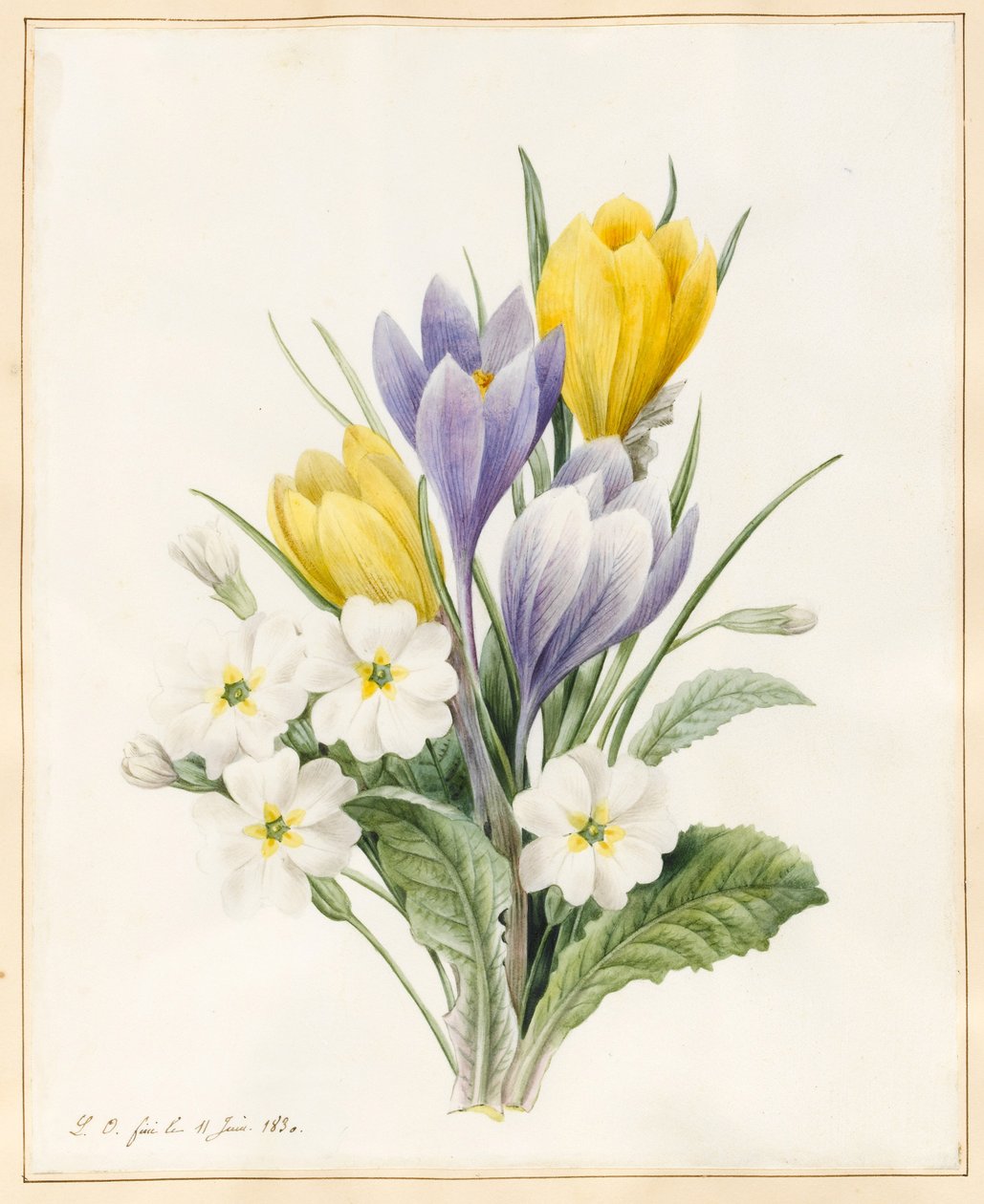 White Primroses and Early Hybrid Crocuses, 1830 (wc med litt kroppsfarge på vellum) av Louise DOrleans