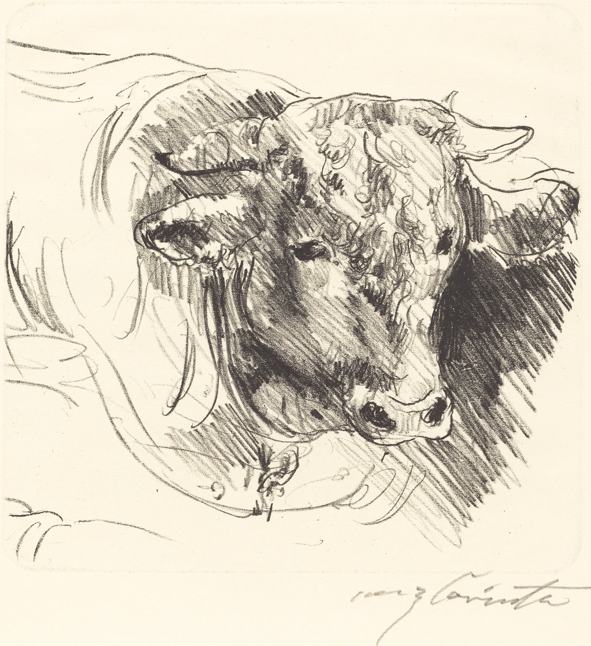 Stierkopf (sjef for en styrer) av Lovis Corinth