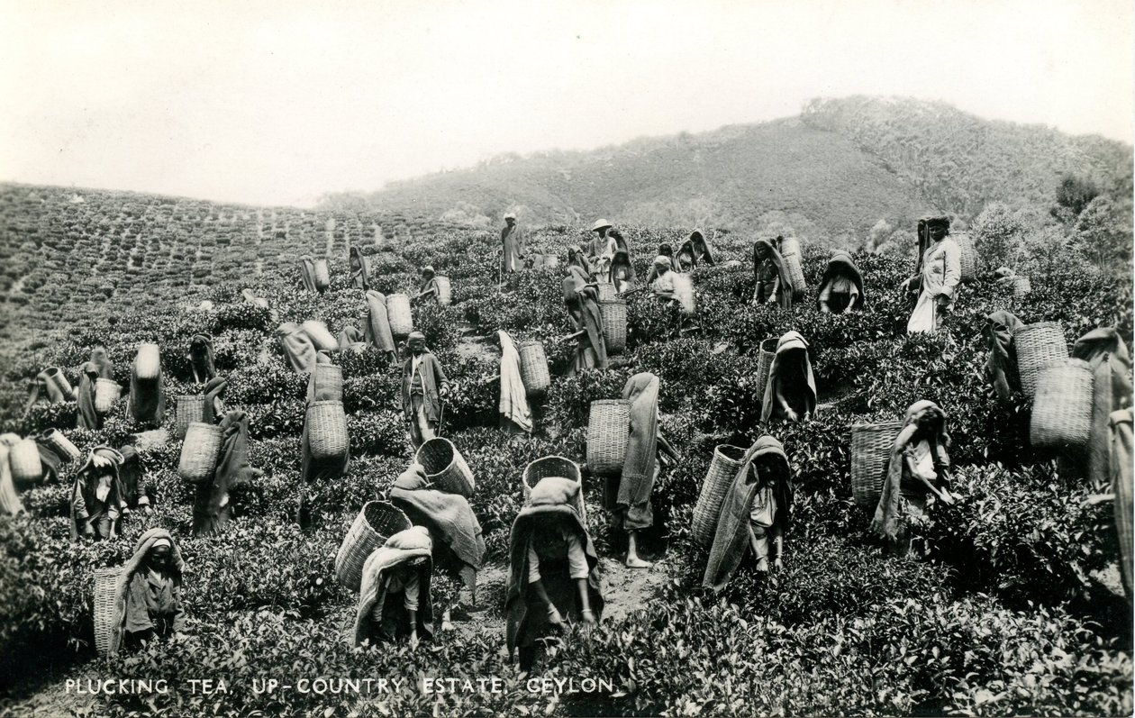 Plukke te, landlig eiendom, Ceylon, ca. 1900-1930 (s/hvitt-bilde) av Ltd. Ceylon Plâté